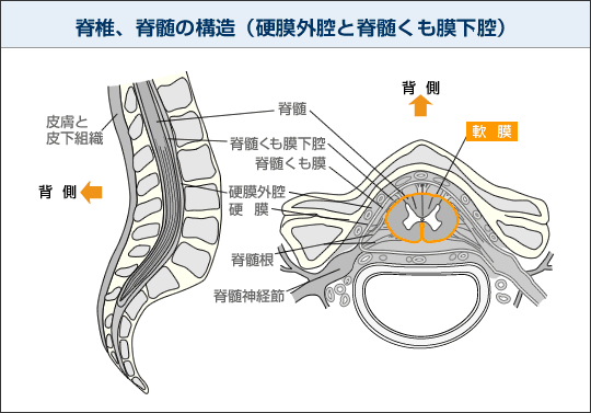 脊椎、脊髄の構造（硬膜外膣と脊髄くも膜下膣）