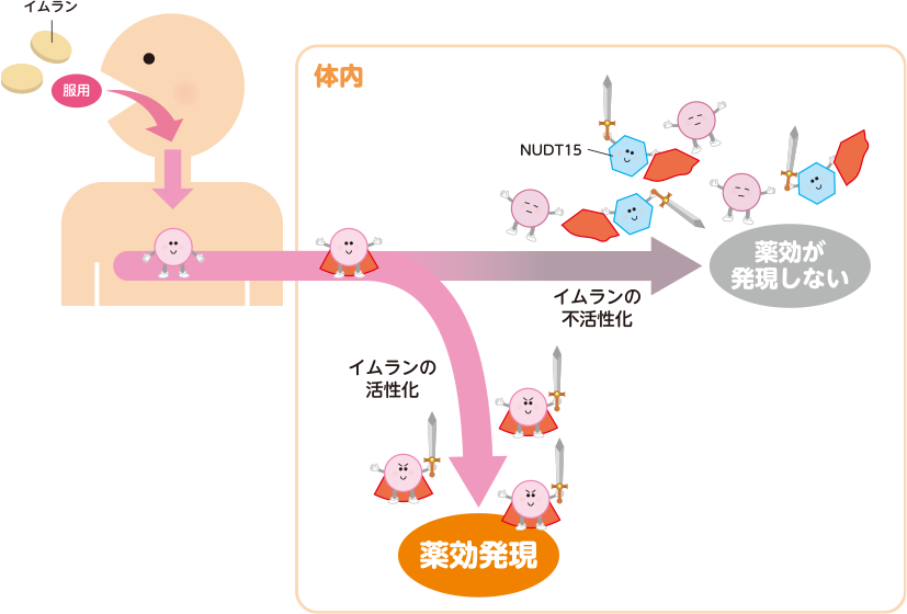 NUDT15の働きについての図解